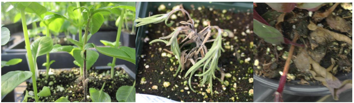 Figures 4 & 5 & 6: Tan stem cankers can develop on basil (far left), rosemary (middle) andfuchsia (right). Photos by L. Pundt