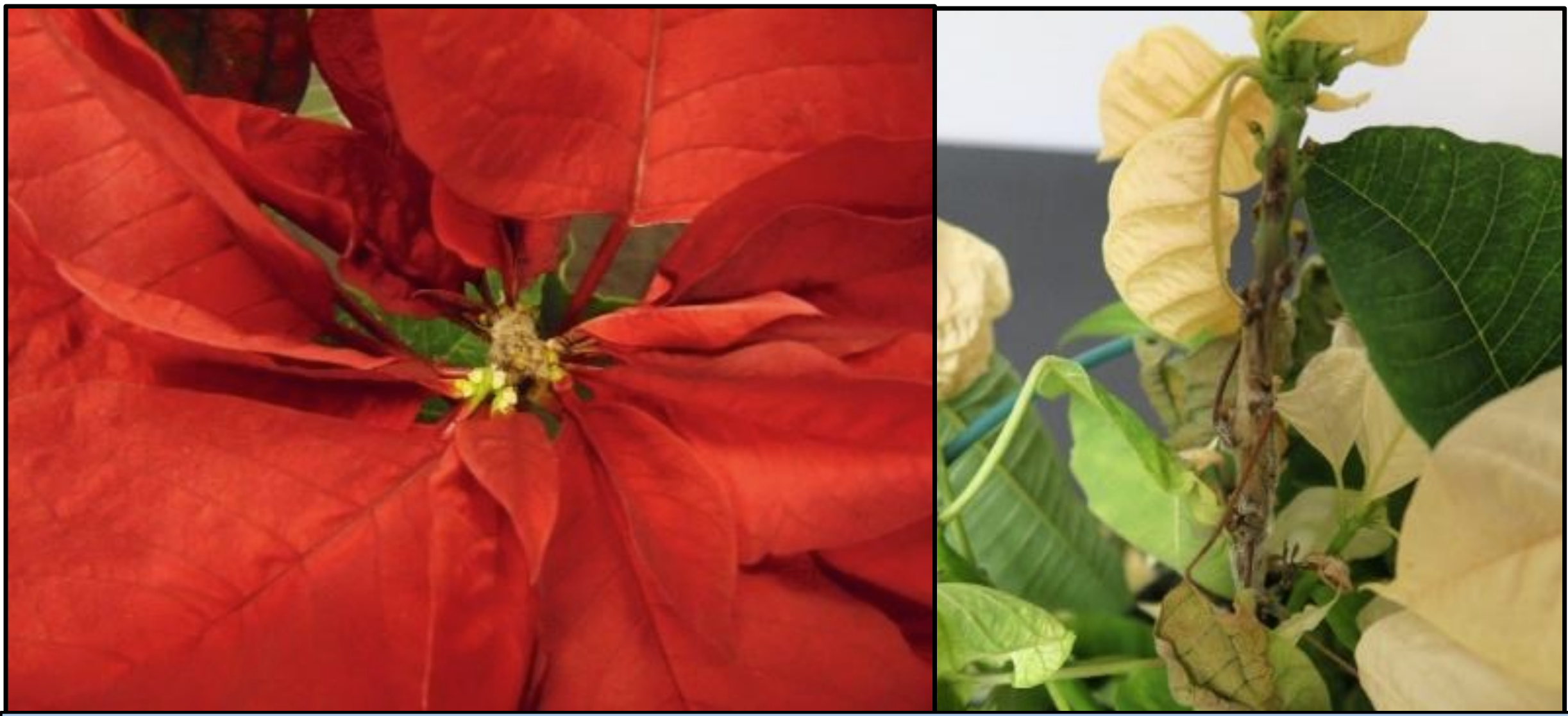 Infection of cyathia, showing gray sporulation (left).Extensive stem blight (right).