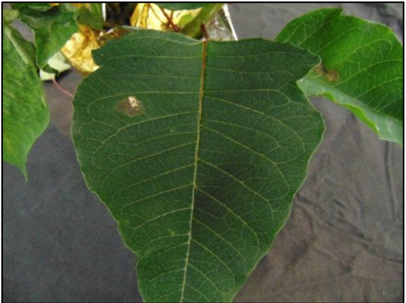 Fully expanded leaf with developingBotrytis lesion.