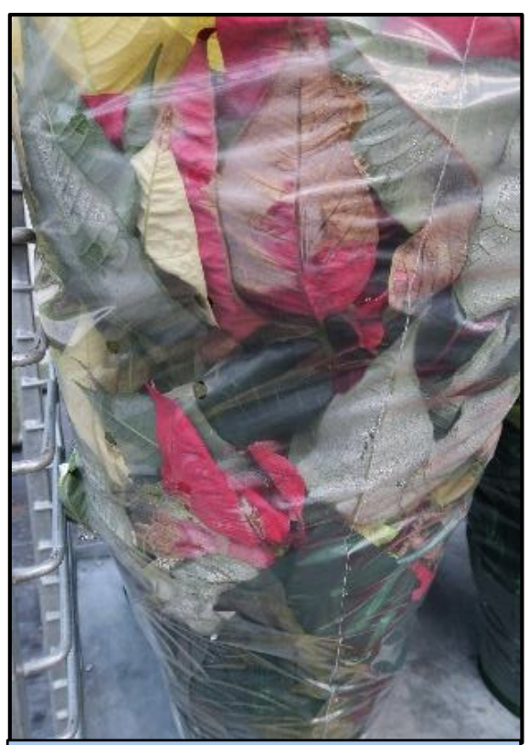 Sleeved poinsettiawith sporulatingbract, infected during
transport.