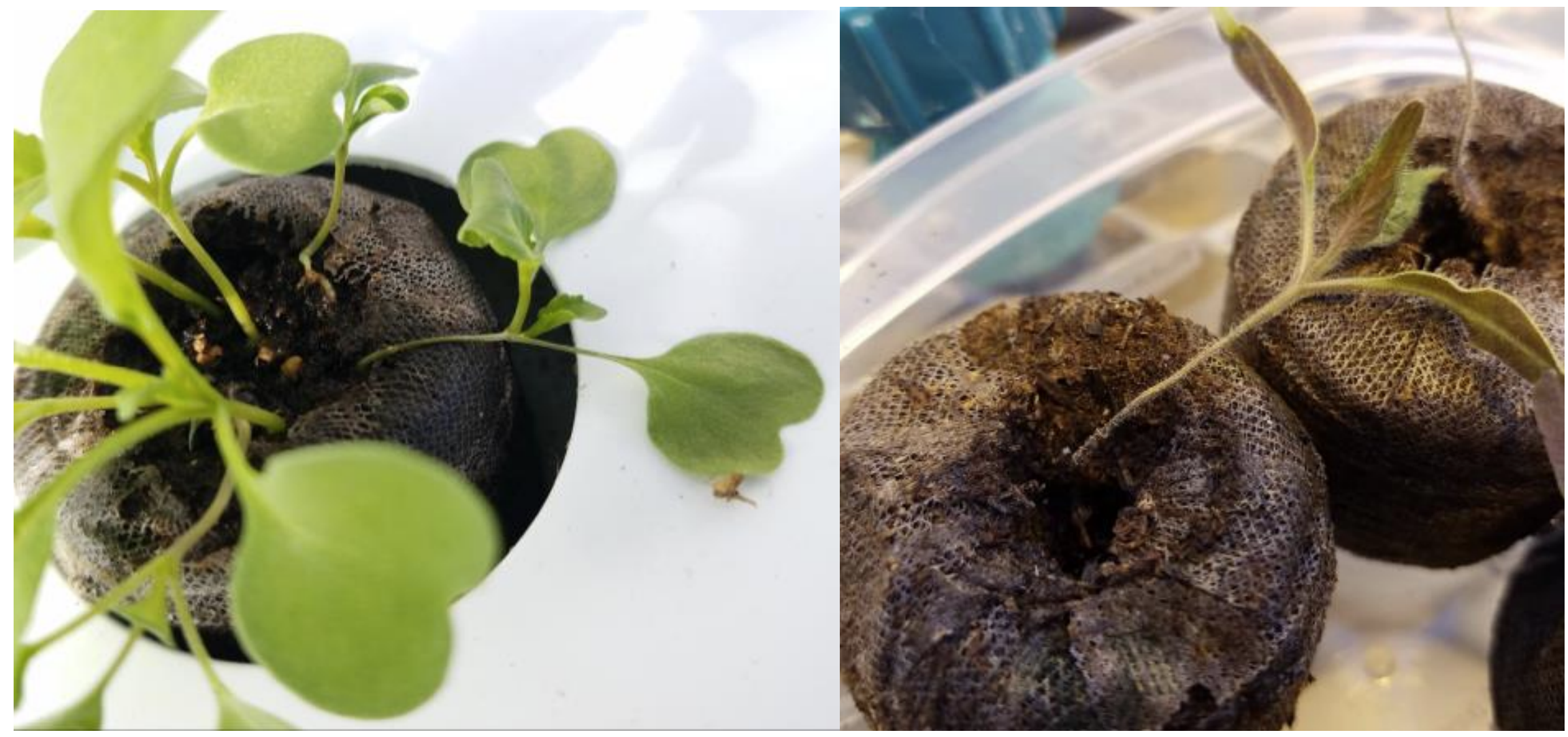 Figure 1: Damping-off on Arugula caused by Pythium aphanidermatum (on left) and on tomato caused byPhytophthora nicotianae. Photos by C. McGehee, NC State Extension