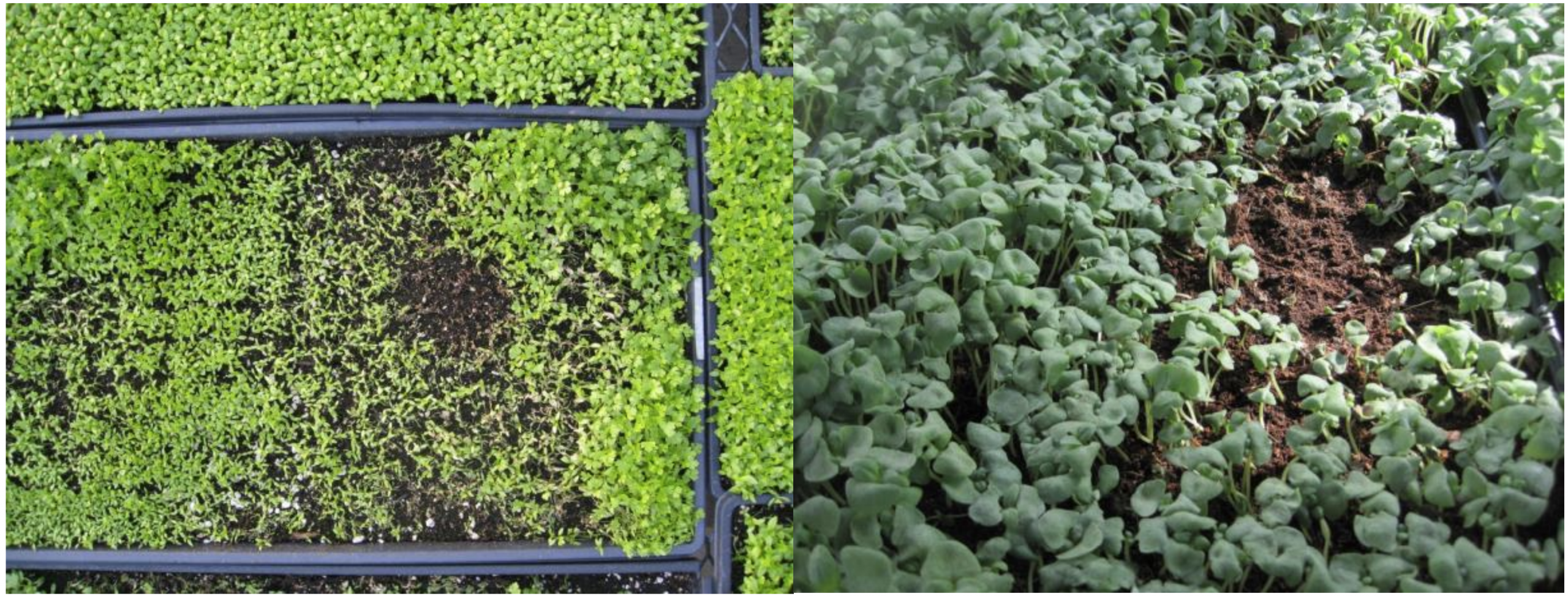Figure 2: Seedlings infected with damping-off dying in a circular pattern. Photos by Heather Faubert, URI(on left) and Leanne Pundt, UConn (on right)