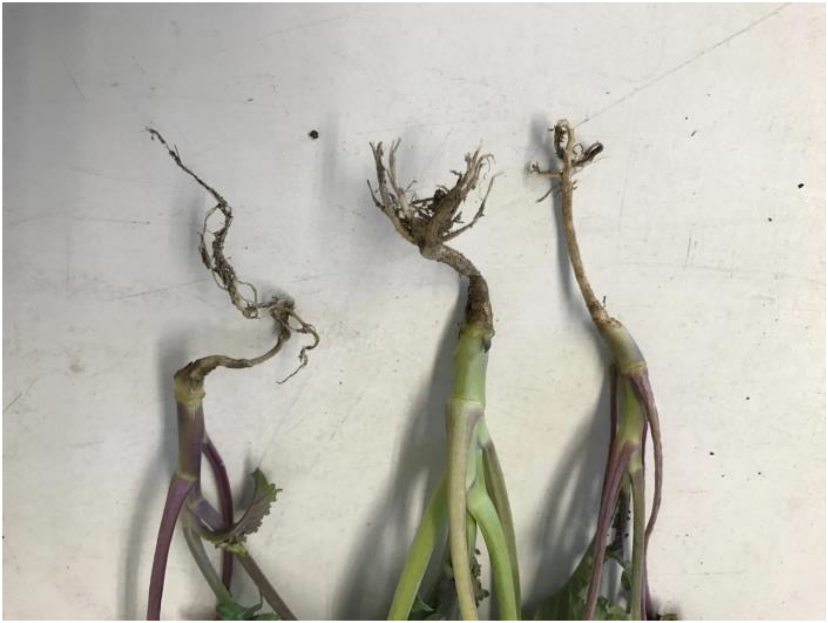 Figure 3: Wirestem on broccoli caused by Rhizoctonia. Photo by Angela Madeiras, UMass. 