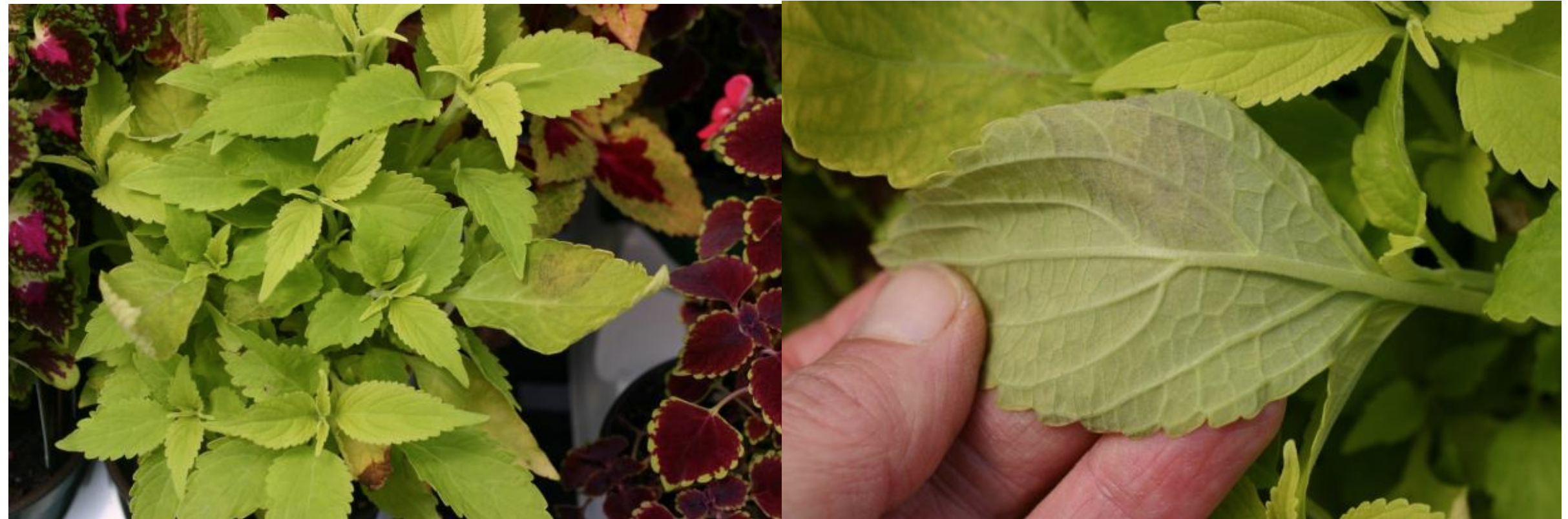 Figures 1 & 2: Look for brown, irregular lesions on leaves, and leaf drop (on left). Graysporulation on underside of coleus leaf (on right). Photos by L. Pundt