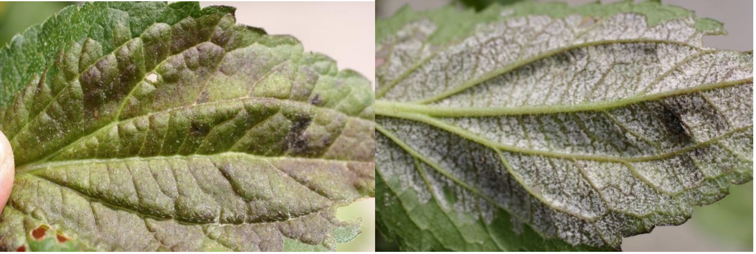 Figures 3 & 4: Patches of discolored foliage (on left) and white sporulation on underside ofRudbeckia leaves (on right). Photos by L. Pundt