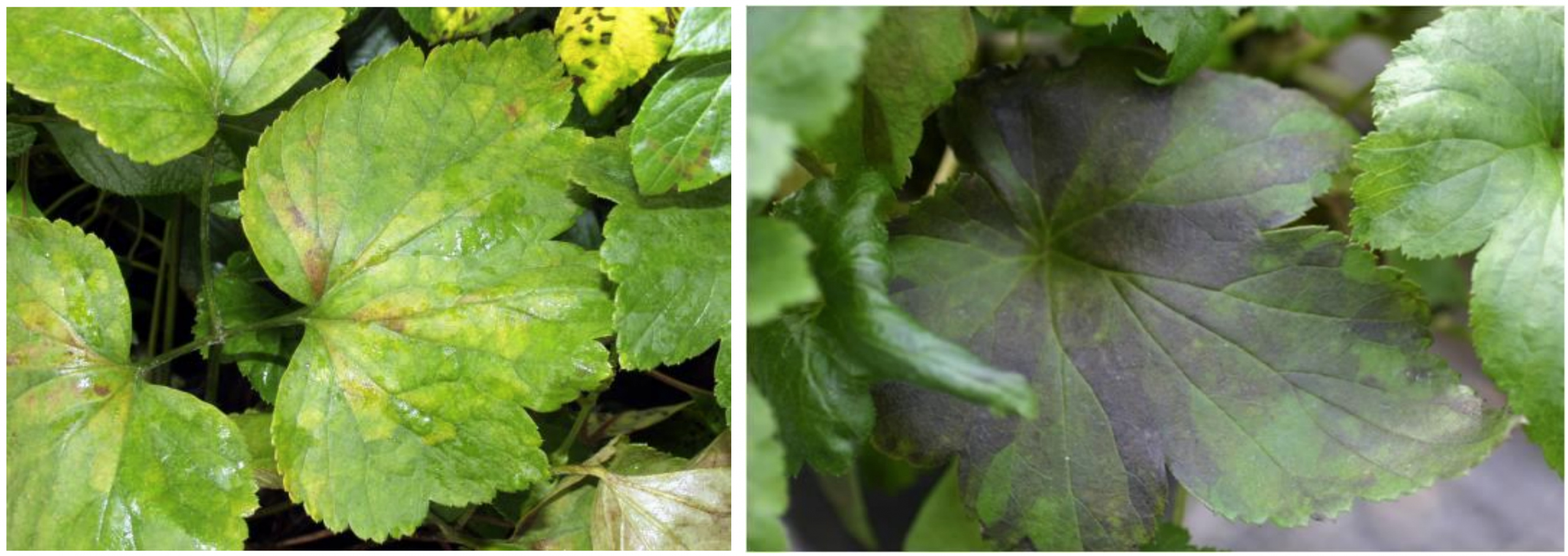 Figures 1 & 2: Early symptoms of foliar nematode injury (on left) and vein-limited brown spotscaused by foliar nematodes (on right) on Japanese Anemone. Photos by L. Pundt