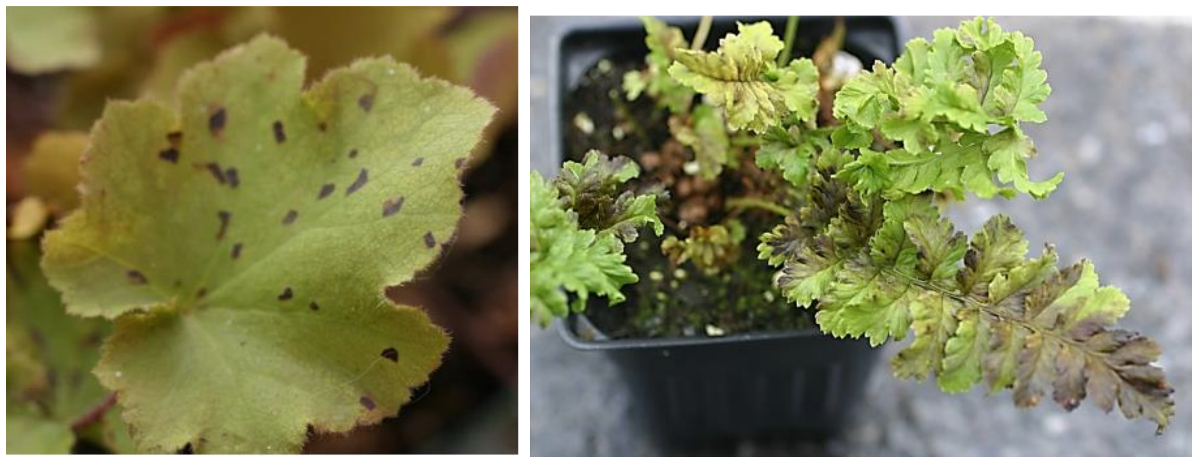 Figures 3 & 4: Vein-limited leaf spots caused by foliar nematodes on Heuchera (on left) and fern(on right). Photos by L. Pundt 