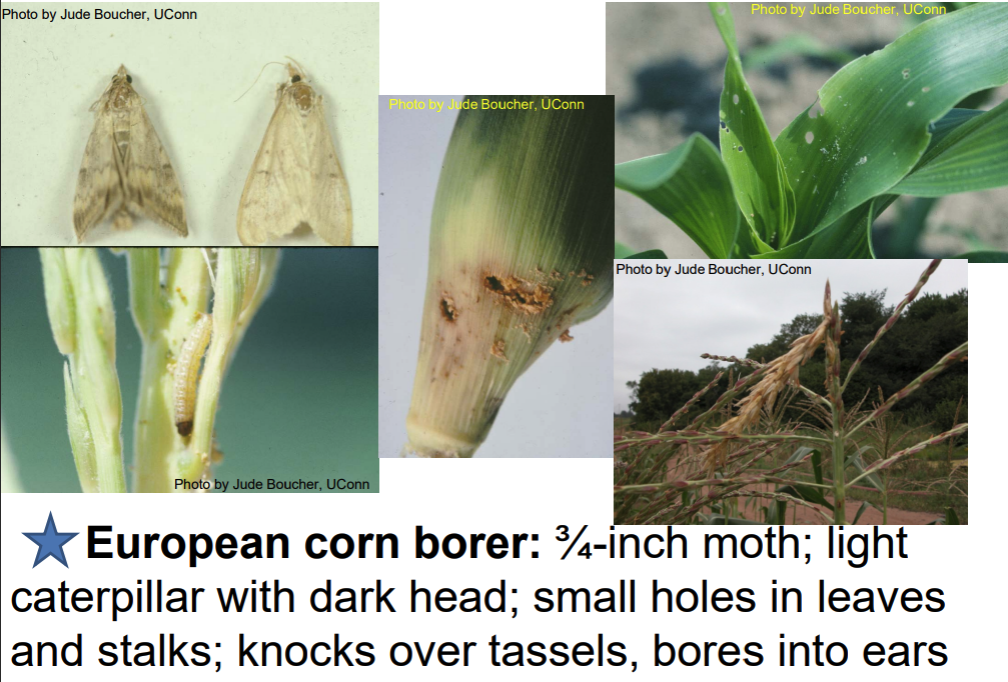 photo collage of adult ECB moth, caterpillar, and feeding damage on corn plants