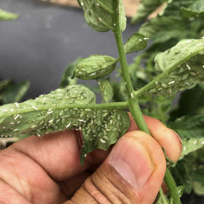 hand holding up underside of tomato leaf with lots of tiny green insects with white casings