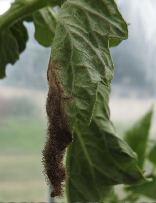 close up of tomato leaf with fuzzy gray mold along one side