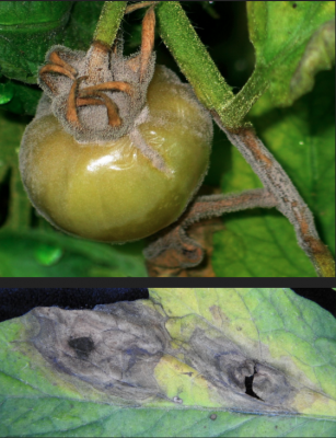 close up of green tomato with gray fuzzy mold growing on it and the attached stem. beneath is a close up image of a leaf with gray mold growing in oblong section of the green leaf.