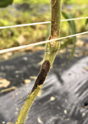 close up of tomato stem with dark black oblong marking