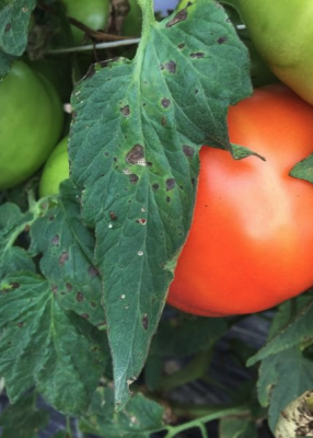 close up of tomato leaf with small dark brown markings