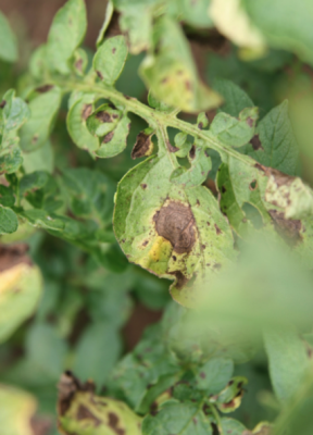 close up of tomato leaf with dark brown circular marks