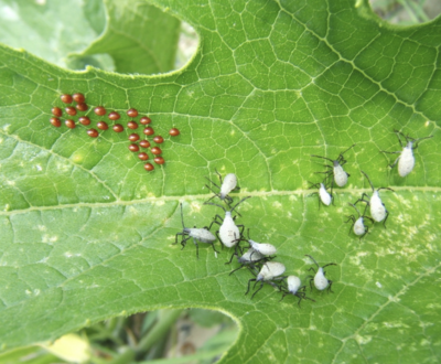 close up of leaf with tiny brown eggs and cluster of small gray insects with black legs
