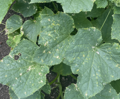 cucumber leaves with light green and yellow spots