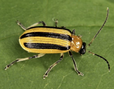 close up of yellow insect with three black stripes