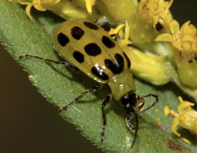 close up of yellow insect with 12 black spots on its back