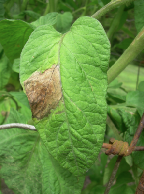 close up of green tomato leaf with large brown spot