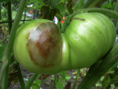 green tomato on the vine with a large brown soft spot