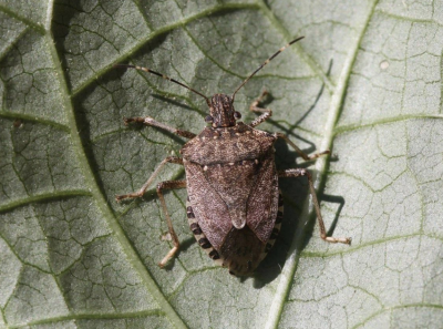 close up of brown marmorated stink bug on green leaf