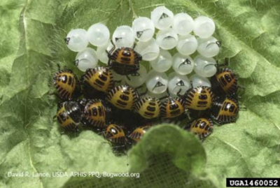 cluster of white insect eggs with round stripped insects emerging
