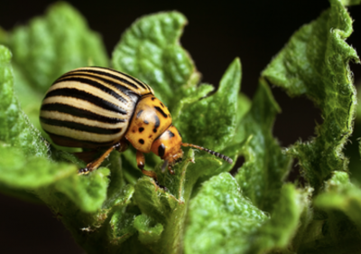 close up of colorado potato beetle eating green leaves of a plant