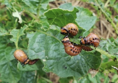close up of potato plant with orange larvae eating the leaves