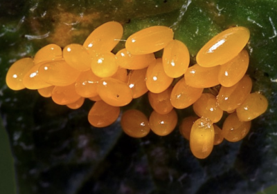 close up of bright orange insect eggs in a cluster attached to a leaf