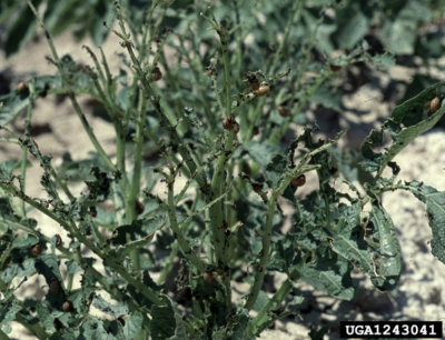 defoliated plant with orange insect larvae on leaves