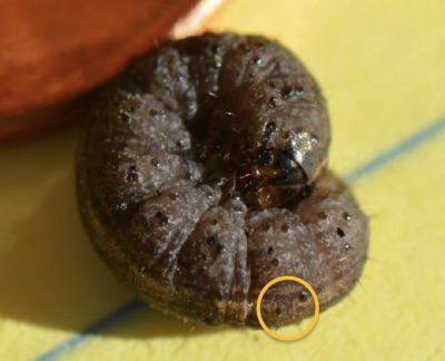 close up of curled cutworm