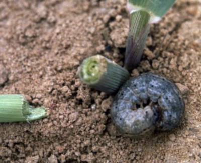 black cutworm curled next to the base of a chewed plant stem