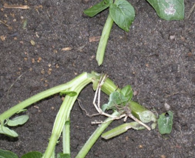 broken plant stem