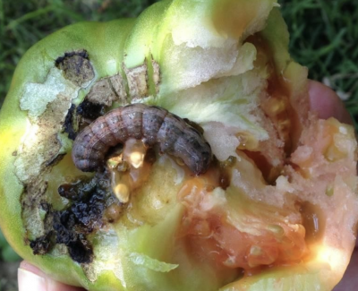 hand holding an unripe tomato showing inside of the tomato with cutworm and frass
