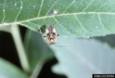 close up of tarnished plant bug on the edge of a leaf