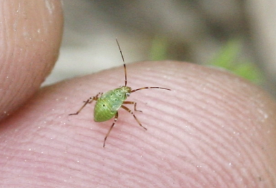 bright green tarnished plant bug between two fingers