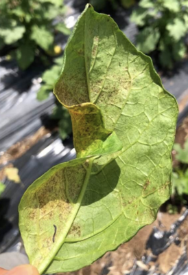 underside of an eggplant leaf showing spider mite damage