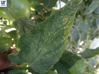 tomato leaf with spider mite feeding damage