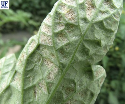 underside of a tomato leaf with appearance of sandblasting