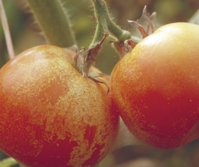 two ripe tomatoes still on the plant with webbing around stems and discoloration of red fruits