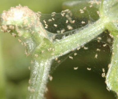 webbing on plant stem and leaves with tiny spider mites