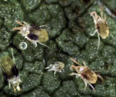 spider mites on a leaf as seen under a microscope
