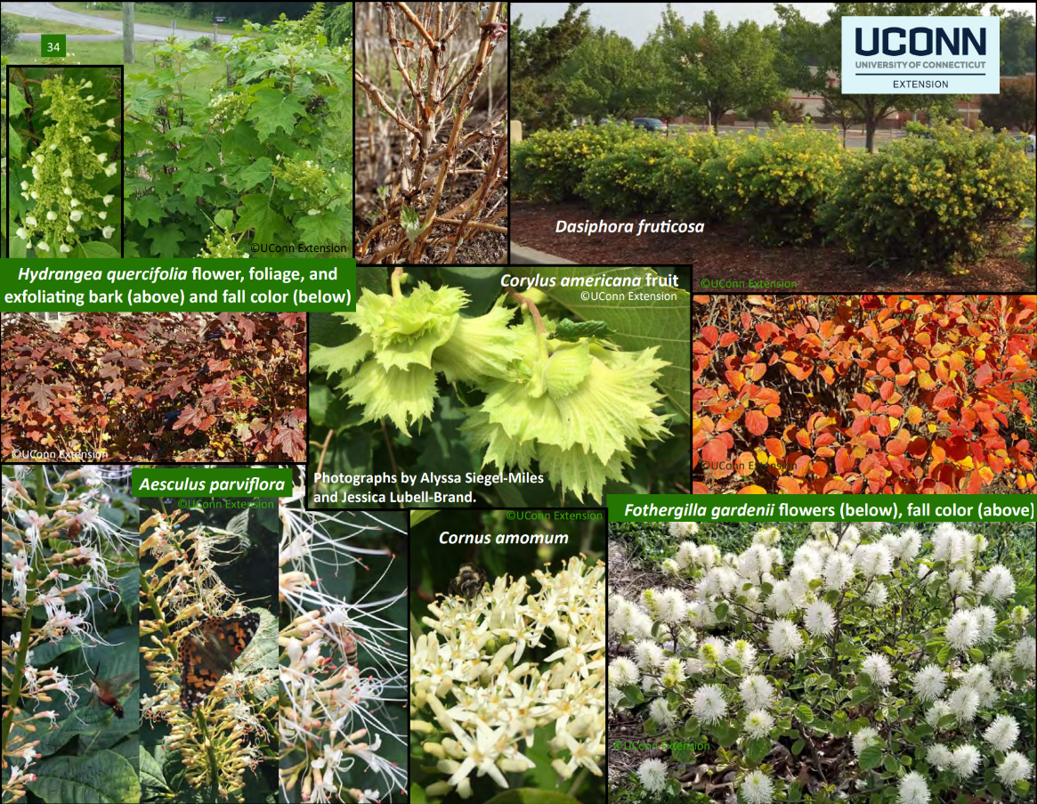 TOUGH NATIVE SHRUBS FOR CT LANDSCAPES
