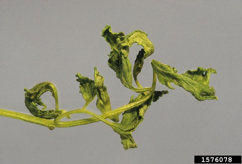 branch of tomato plant with curled and distorted leaves
