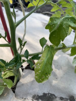 tiny black insect on tomato leaf