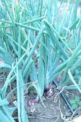 maturing onion plants with light streaking on leaves