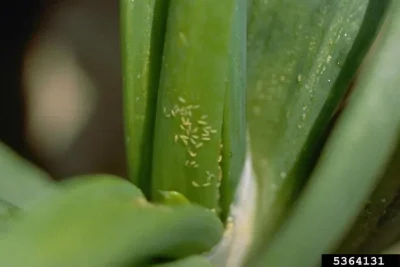 close up of onion leaves with tiny light green insects clustered in the fold