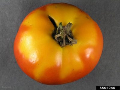 close up of a red tomato with yellow around the fruit near the stem