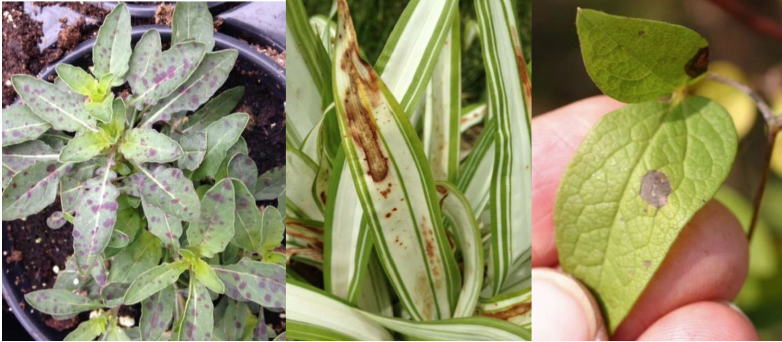 Figure 1: Normal leaf spots on Oenothera (Evening Primrose) due to low light and cool nights(far left), Alternaria leaf spot on Creeping Broad-Leaved Sedge (center), and Ascochyta leafspot on Clematis (far right). Photos by L. Pundt