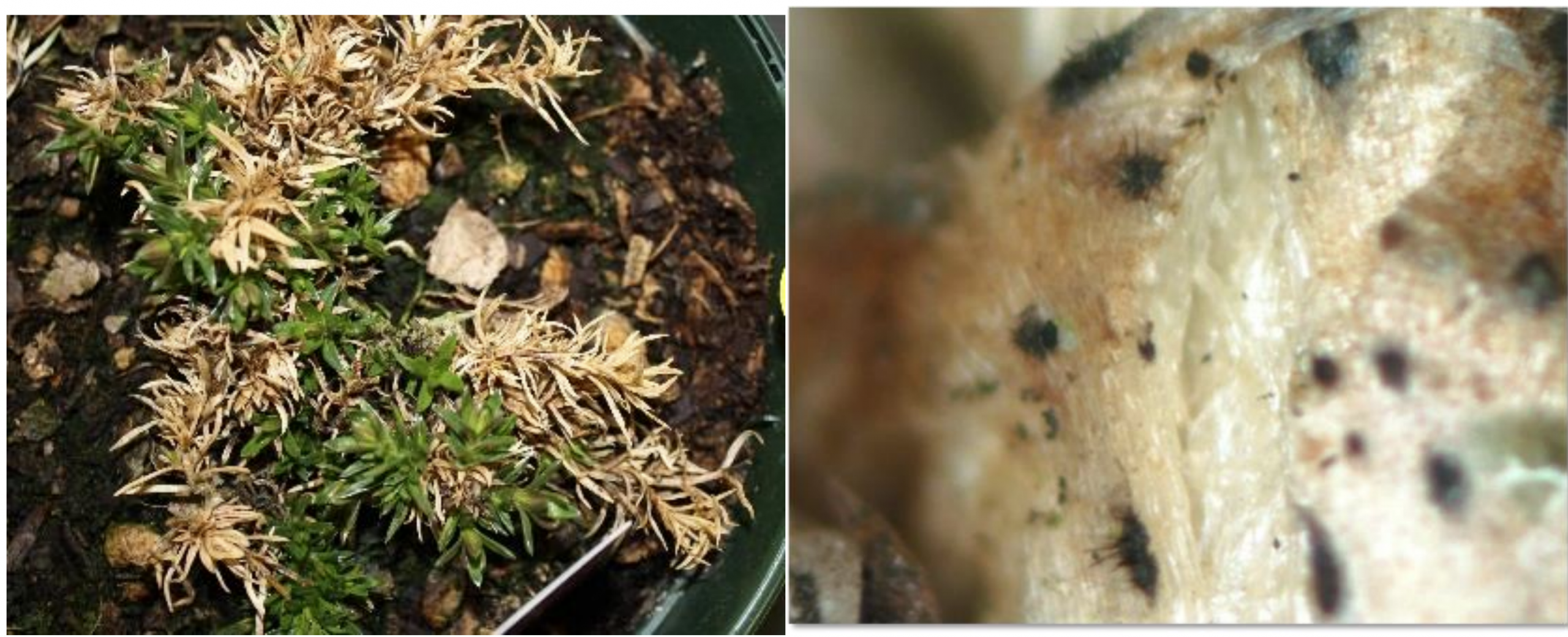 Figure 2: Anthracnose on Phlox subulata (on left) and close-up of the fruiting structuresof Colletotrichum sp., which resemble pin cushions because of the few dark spinesamong the spores (on right). Photos by J. Allen